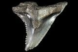 Huge, Fossil Hemipristis Tooth - Georgia #74773-1